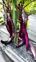 eggplant japanese pickling